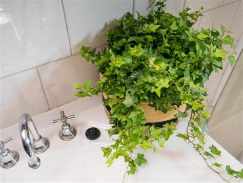 房子龜裂 放浴室的植物